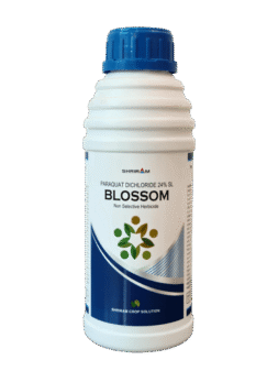 Blossom