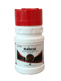 Haochi